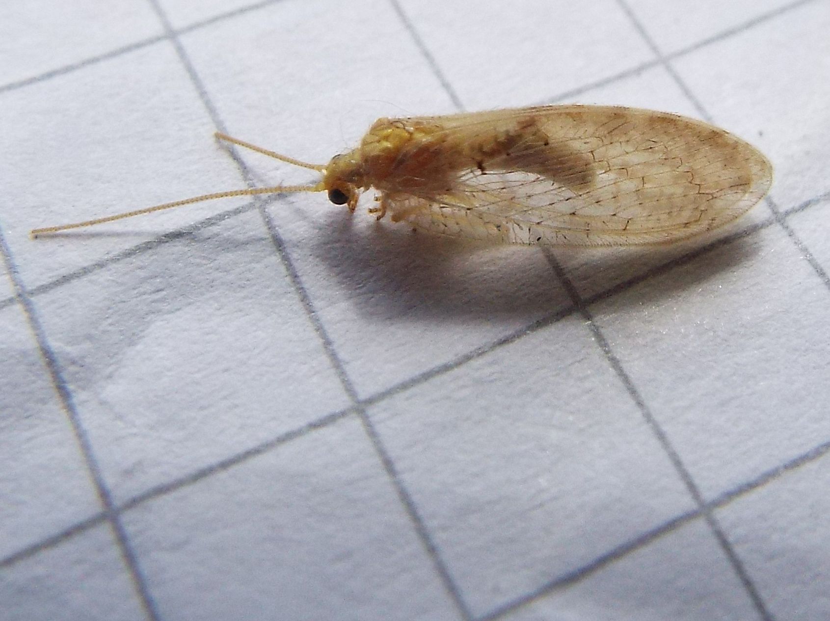 Hemerobius lutescens (Hemerobiidae).